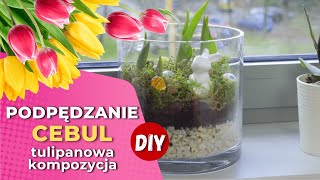 DIY  Jak wyhodować tulipany w domu Podpędzanie cebul [upl. by Oryaj]