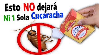 🆘 ¿COMO ELIMINAR CUCARACHAS PARA SIEMPRE CON REMEDIOS CASEROS 🆘 [upl. by Kokoruda]