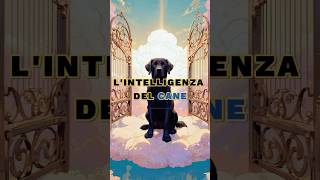 LIntelligenza Del Cane 🐕 motivazione lezionedivita saggezza [upl. by Lemmuela]