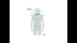 Zentraler Lymphabfluss  Strahlentherapie Prof Hilke Vorwerk [upl. by Leann]