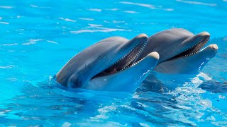 SONIDOS RELAJANTES DE BALLENAS Y DELFINES WHALE amp DOLPHIN SOUNDS RELAX SLEEP STUDY DESTRESS 4K [upl. by Ardnuassak]