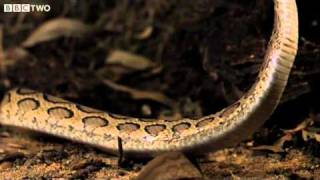 Viper Strike in Slow Motion  Natural World One Million Snake Bites Preview  BBC Two [upl. by Henke]