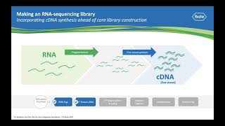 Ask a Scientist How does RNA sequencing work [upl. by Ecnerrot366]