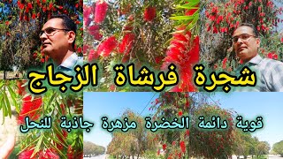 فرشاة الزجاج فرچة البطل Callistemon viminalis من اقوى واجمل الاشجار المزهرة الجاذبة للنحل 🐝 [upl. by Sid]