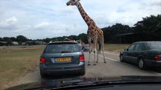 Safari Park Beekse Bergen zoo [upl. by Turk]