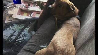 ROMA SFRATTATO VIVE IN MACCHINA CON IL CANE SOS SU YOUTUBE [upl. by Gold772]