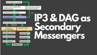 INOSITOL TRISPHOSPHATE IP3 amp DIACYLGLYCEROL DAG AS SECOND MESSENGERS [upl. by Onateag]