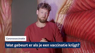 Wat gebeurt er in je lichaam als je een vaccinatie krijgt  Coronavaccinatie [upl. by Garratt]