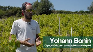 Yohann Bonin  Cépage résistant en franc de pied le Grand Noir de la Calmette [upl. by Ettessil]