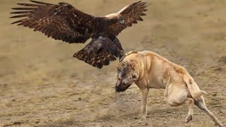 Kangal Dogs vs Epic Eagle Attacks [upl. by Ahseel]