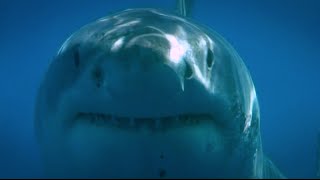 Blue Water White Shark Guadalupe 2008 [upl. by Prue]