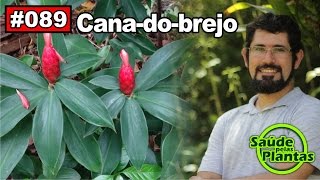 Saúde Pelas Plantas  Cana do Brejo diabetes cistite obesidade hipertensão [upl. by Hinkle]