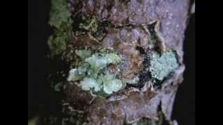 Lichens responding to water  Timelapse Video [upl. by Kidd114]