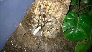 Sick Poecilotheria Vittata quotGhost Ornamentalquot Female [upl. by Ethban40]