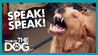 How To STOP Your Dog From Barking using Speak  Its Me or the Dog [upl. by Joashus]