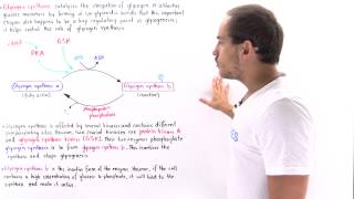 Glycogen Synthase Regulation [upl. by Sorac]