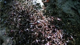 SAFARI ANTS Dorylus crossing the path  Kilimanjaro Tanzania [upl. by Jessika]