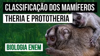 CLASSIFICAÇÃO DOS MAMÍFEROS Theria e Prototheria  Biologia para o Enem  Cláudia de Souza Aguiar [upl. by Hayifas553]