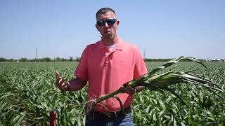 How to Stage Corn and Why it is Important [upl. by Lucius]