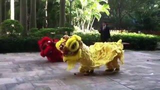 El Baile del Dragón Chino  Baile Año del mono  Danza de Dragones Chinos [upl. by Einohpets]