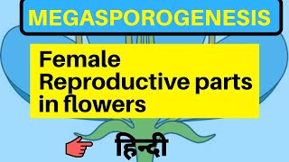 Megasporogenesis class 12 by be educated in hindi [upl. by Tolmann860]