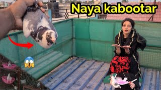 Naya madrasi kabutar agya🕊️New pigeon video naye kabutar agye how to catch pigeonvloger koki pets [upl. by Eigriv]