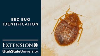 How to Identify Bed Bugs [upl. by Atikaj]