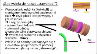 Skąd się wzięła nazwa STAWONOGI   KOREPETYCJE z BIOLOGII – 329 [upl. by Anwahsak]