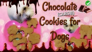 Chocolate carob cookies for dogs coton de tulear I Lorentix [upl. by Fiedler155]