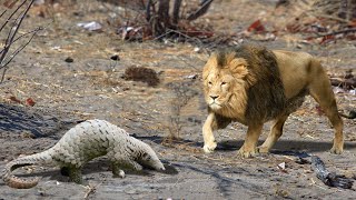 Lion vs pangolin [upl. by Yreme]