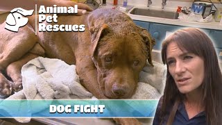 Navigating the Aftermath of Canine Confrontation  Full Episode  SPCA Rescue [upl. by Pacificas]