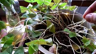 OXALIS DORMANCY  how to give your shamrock a haircut 💇🏻‍♀️☘️ [upl. by Newmann]