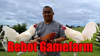 Lets Visit The Farm Of Bebot Gamefarm [upl. by Lebanna]