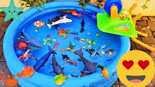 SEA ANIMALS FOR TODDLERS SQUID BLUE CRAB STINGRAY SAILFISH LEAFY SEA DRAGON AND OTHERS [upl. by Eriuqs]