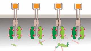 Oncogenic activation receptor tyrosine kinases [upl. by Arndt]