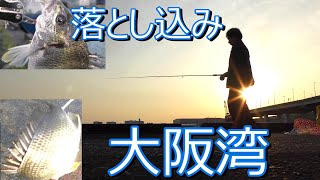 大阪湾 早朝釣り 海釣り 落とし込み Top Japan Sea Fishing [upl. by Valentijn725]