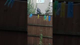 never seen two pigeons mating before in my back garden its like a jungle of plants [upl. by Nauqas]