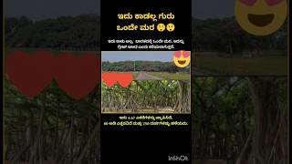 ಕಾಡನ್ನು ಬೆಳೆಸಿ ನಾಡನ್ನು ಉಳಿಸಿ ಈ ಮಾತು ಸುಳ್ಳಾಗಿಲ್ಲ ನೋಡಿಇಲ್ಲಿ ಒಂದೇ ಮರನೇ ಕಾಡಷ್ಟು ಬೆಳದಿದೆ 467ಎಕರೆಲಿ 1 ಮರ [upl. by Enobe786]