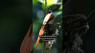 Paradise Flycatcher information [upl. by Harlan]