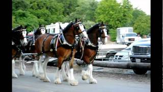 The Clydesdale Horses in Redding CA for Rodeo weekend [upl. by Yendahc]