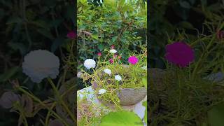 Portulaca grandiflora🌺🌺🔥🔥 flowers plants garden nature gardening amazinggardening short 🍁🍁 [upl. by Ezechiel]