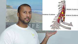 How to strengthen scalene muscles  neck trigger points  scalene trigger points [upl. by Brawner198]