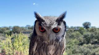 Ptilopsis leucotis Autillo cariblanco Northern Whitefaced Owl [upl. by Rudin]