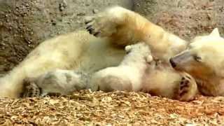 Eisbärenbabies Tierpark Hellabrunn [upl. by Lemar]