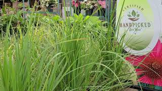 Calamagrostis Karl Foerster Feather Reed Grass  Perennial Plant of the Year in 2001 [upl. by Erehc]