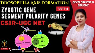 Drosophila Development8  Segment Polarity Genes [upl. by Toomin]