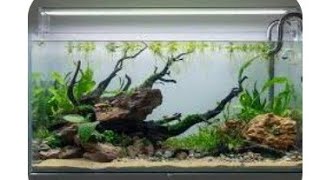 Planted Aquarium viralvideo fishtank aquascape [upl. by Nedgo463]