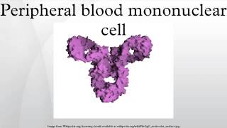 Peripheral blood mononuclear cell [upl. by Soloma]