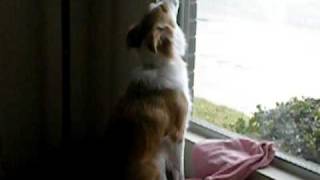 Border Collie Dog Howling [upl. by Nnaillij]