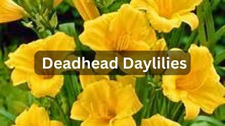 How To Deadhead Daylilies  Tidy amp Clean Up [upl. by Rasia592]